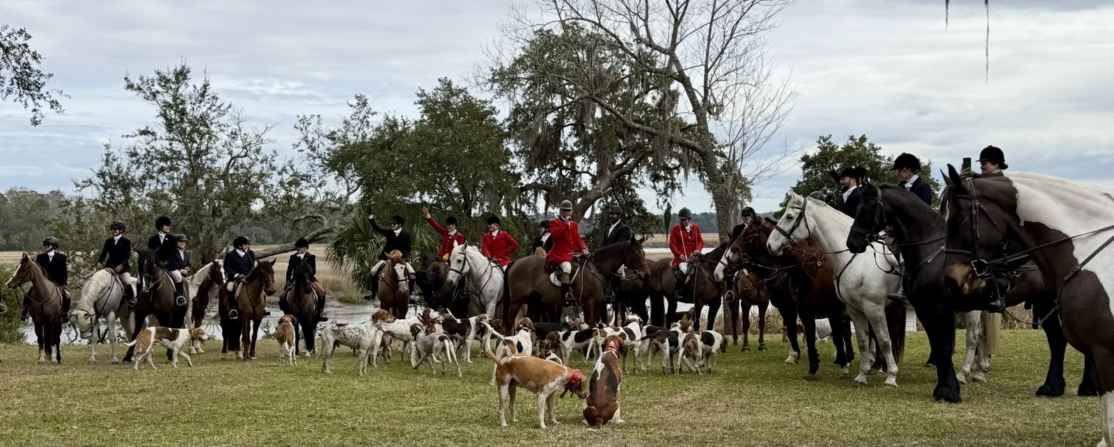 A wide view of the mounted field and hounds drawn up under live oaks in open Lowcountry pasture.